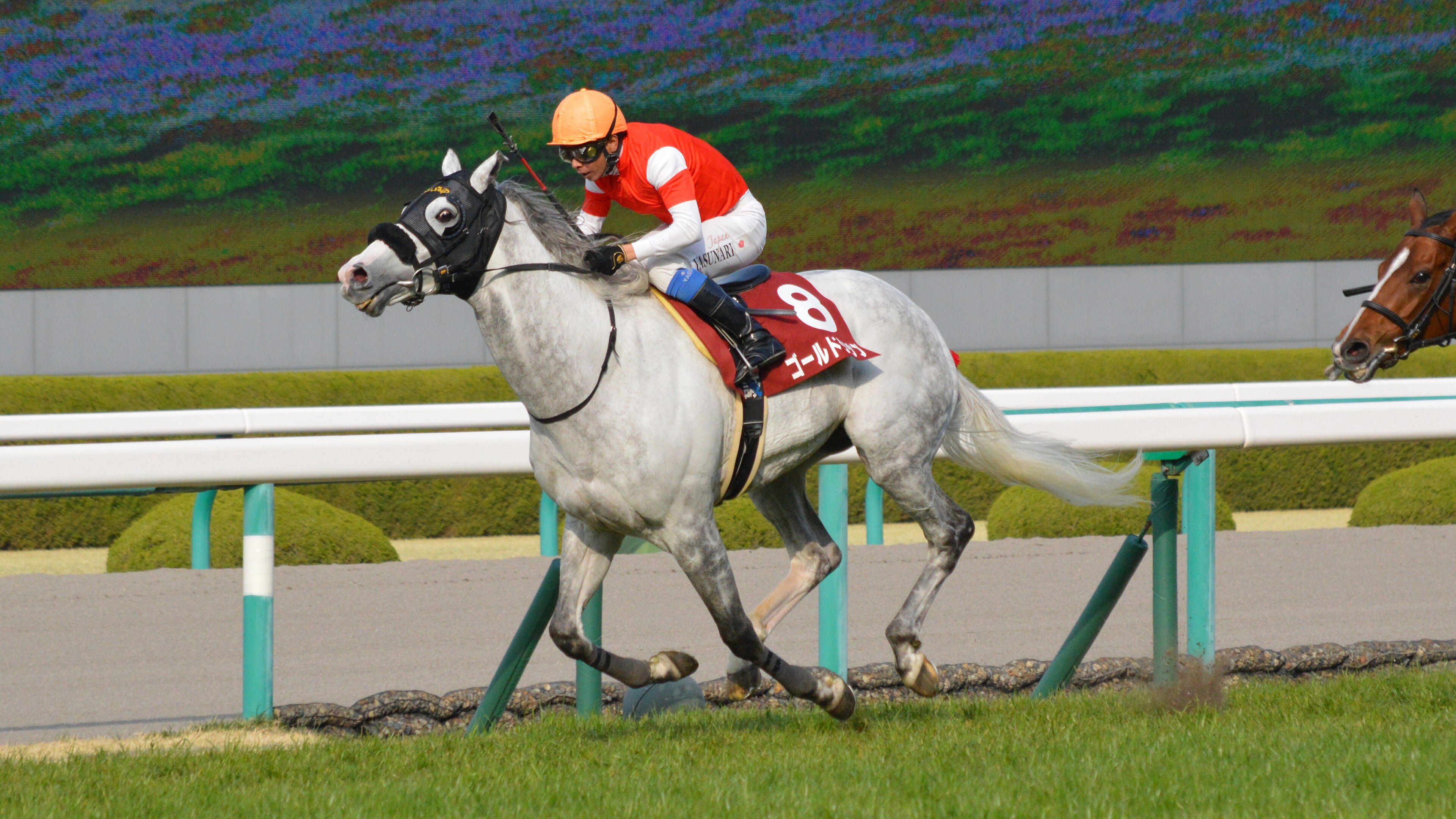 阪神競馬場を駆ける芦毛のゴールドシップ