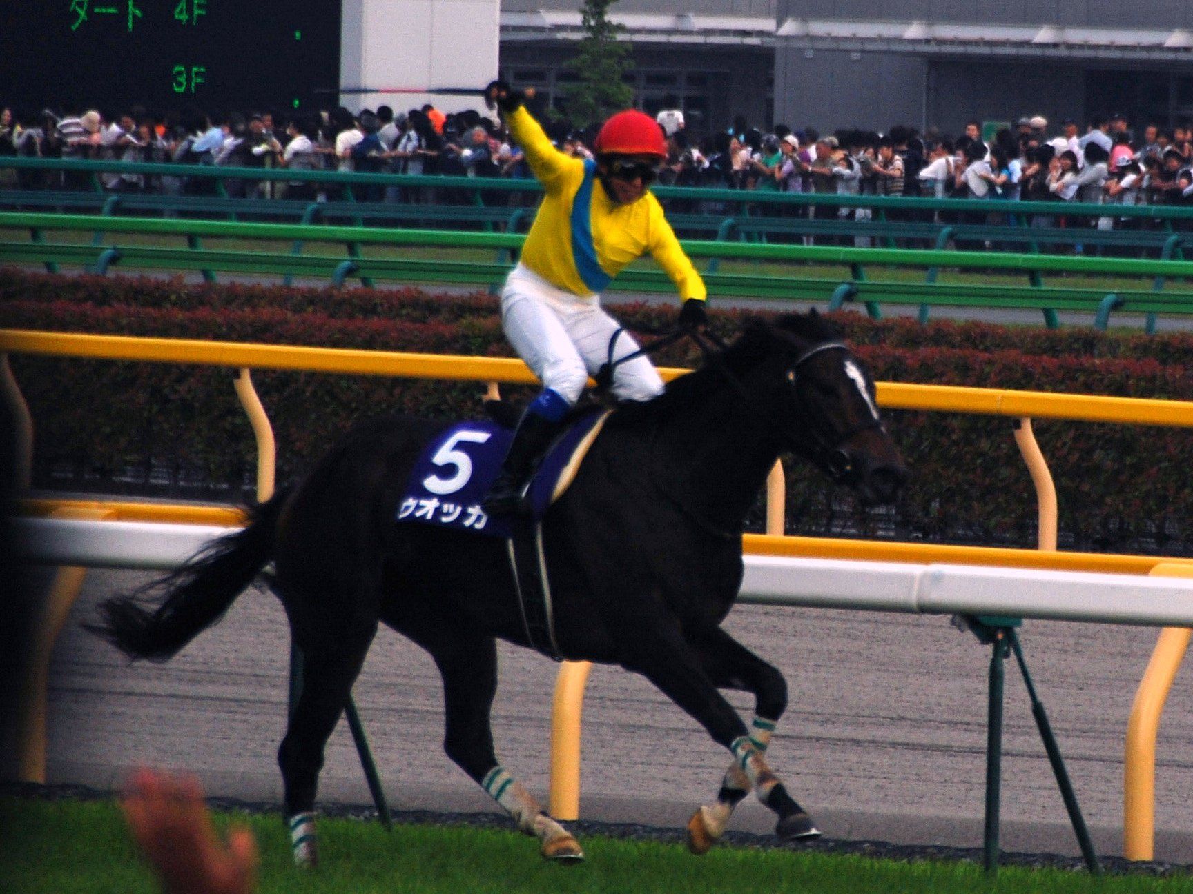 東京競馬場のウオッカ